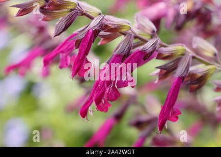 Salvia 'Liebe und Wünsche' aromatischer Salbei angezeigte charakteristischen tiefen magenta Blumen in einem Garten Grenze - September. Großbritannien Stockfoto