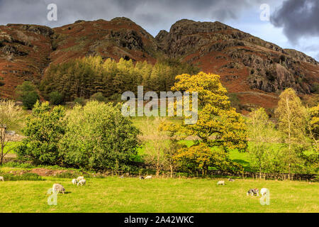 Dungeon Ghyll, Great Langdale Valley, Lake District National Park, Cumbria, England, UK gb Stockfoto