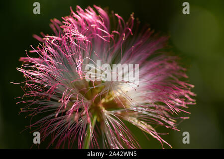 Nahaufnahme der Blüte des Regens Baum Stockfoto