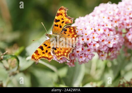 Komma-Schmetterling auf Buddleja. Polygonia c Album über Buddleja Flower im Spätsommer, Großbritannien Stockfoto
