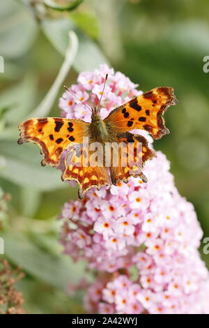 Komma-Schmetterling auf Buddleja. Polygonia c Album über Buddleja Flower im Spätsommer, Großbritannien Stockfoto