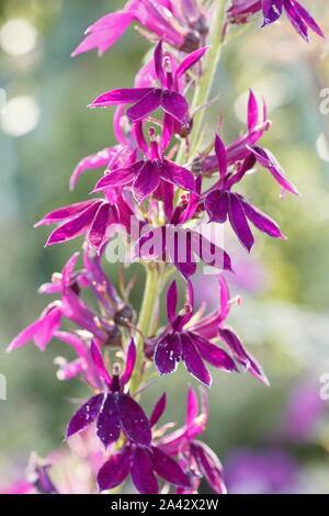 Lobelia x speciosa 'Hadspen Lila anzeigen charakteristischen hellen magentaroten Blüten in einer September Cottage Garden. Großbritannien Stockfoto