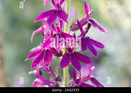 Lobelia x speciosa 'Hadspen Lila anzeigen charakteristischen hellen magentaroten Blüten in einer September Cottage Garden. Großbritannien Stockfoto