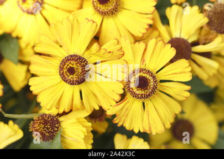 Helenium 'Goldrausch' sneezeweed angezeigte charakteristischen leuchtend gelben Blüten in einer späten Sommer Garten. Großbritannien Stockfoto