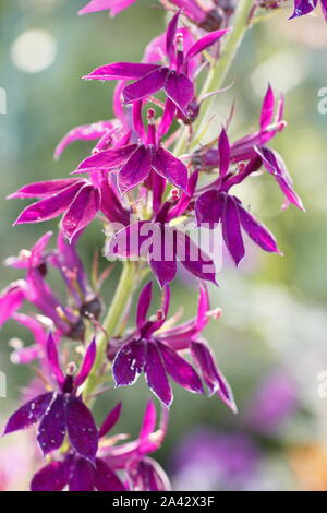 Lobelia x speciosa 'Hadspen Lila anzeigen charakteristischen hellen magentaroten Blüten in einer September Cottage Garden. Großbritannien Stockfoto