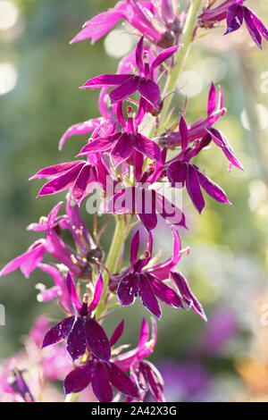 Lobelia x speciosa 'Hadspen Lila anzeigen charakteristischen hellen magentaroten Blüten in einer September Cottage Garden. Großbritannien Stockfoto