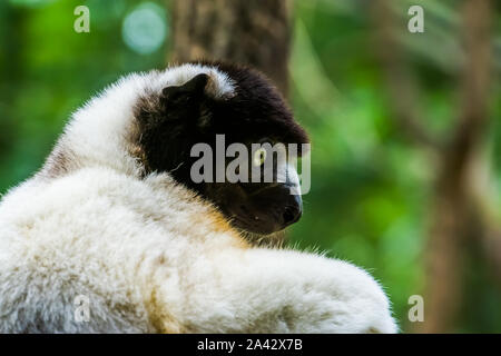 Nahaufnahme des Gesichts eines Schwarzen gekrönt sifaka Affe, Gefährdete lemur specie aus Madagaskar Stockfoto