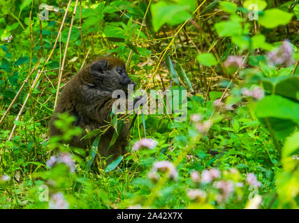 Nahaufnahme des Lac Alaotra Bambus lemur essen Blätter, kritisch bedrohte Primaten specie aus Madagaskar Stockfoto