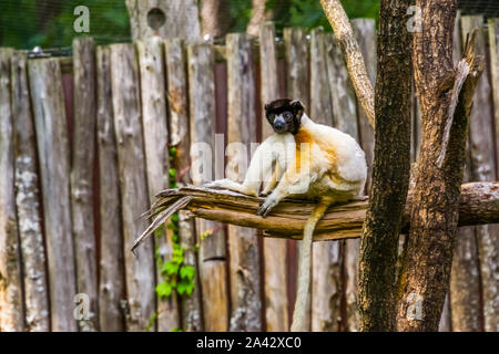 Schwarz gekrönt sifaka Affe sitzt auf einem Ast, Gefährdete lemur specie aus Madagaskar Stockfoto