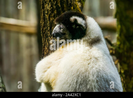 Nahaufnahme von einem schwarzen gekrönt Sifaka auf einen Baum, Gefährdete lemur specie aus Madagaskar Stockfoto