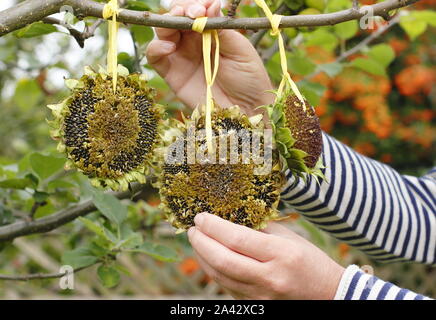 Helianthus annuus. Sonnenblumenkerne Köpfe mit Band Gewinde dekorative Futterhäuschen im häuslichen Garten im Frühherbst zu bilden, Großbritannien Stockfoto