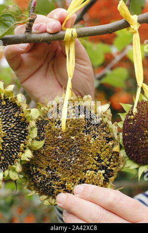 Helianthus annuus. Sonnenblumenkerne Köpfe mit Band Gewinde dekorative Futterhäuschen im häuslichen Garten im Frühherbst zu bilden, Großbritannien Stockfoto