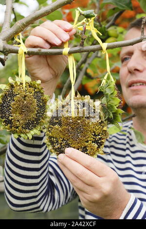 Helianthus annuus. Sonnenblumenkerne Köpfe mit Band Gewinde dekorative Futterhäuschen im häuslichen Garten im Frühherbst zu bilden, Großbritannien Stockfoto