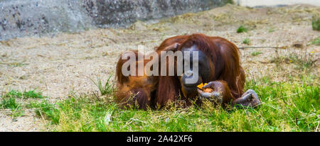 Mutter bornesischen Orang-utan essen mit Ihrem Kind zusammen, kritisch bedrohte Tierart aus Indonesien Stockfoto