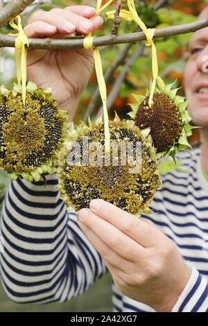 Helianthus annuus. Sonnenblumenkerne Köpfe mit Band Gewinde dekorative Futterhäuschen im häuslichen Garten im Frühherbst zu bilden, Großbritannien Stockfoto