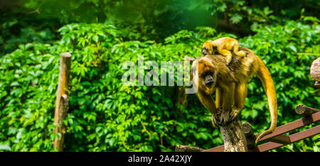 Gold Brüllaffen Mutter Affe mit ihren kleinen, weiblichen Primaten ihr Kind tragen, tropischen Tierart aus Amerika Stockfoto