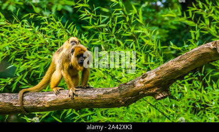 Gold Brüllaffen Mutter monkey mit dem Kind auf ihrem Rücken, Primas mit Baby, tropischen Tierart aus Amerika Stockfoto