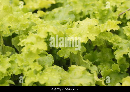 Heuchera 'Lime Marmalade' anzeigen charakteristischen gekräuselten Laub und sauren grünen Farbtönen im Herbst. Großbritannien Stockfoto