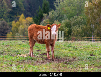 Junge Kalb auf der Weide aufmerksam auf der Suche Stockfoto