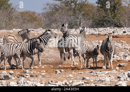 Unruhig, Wild Zebra Herde mit Fohlen im Etosha National Park, Namibia, Afrika Stockfoto