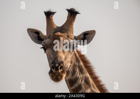 Nahaufnahme Kopf eines männlichen Giraffen, isoliert im Moremi Game Reserve, Botswana Stockfoto