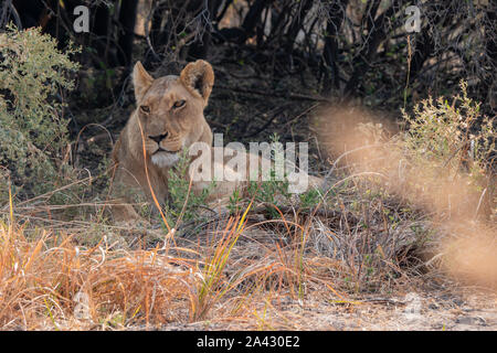 Löwin - Lioness Ausruhen im Schatten eines Busches im Moremi Game Reserve, Okavango Delta, Botswana Stockfoto