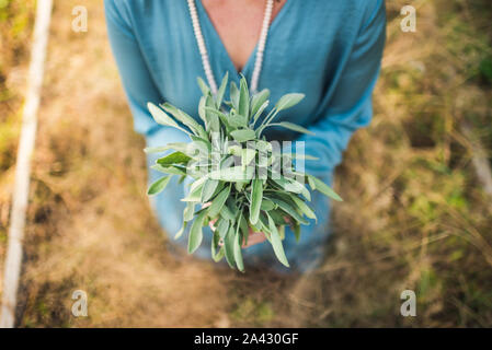 Frau mit Salbei, im Freien in einem Garten Stockfoto