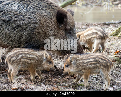 Wildschwein mit Jungen Stockfoto