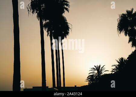 Eine misty gelb Dämmerung Dämmerung in einer Stadt mit Palmen Stockfoto