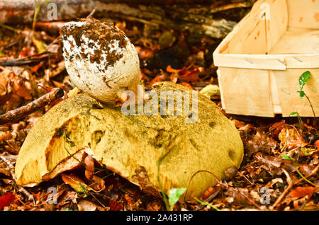 Ein leckeres Riesen Pilz im Herbst im Wald Stockfoto