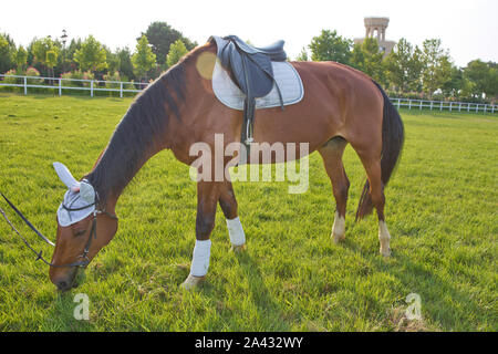 Rennpferde in einem Feld oder paddock Beweidung auf grünem Gras an einem Gestüt, dass Rassen für die laufende Industrie. Ein Sattel auf dem Pferd. ein weißes Stück auf Stockfoto
