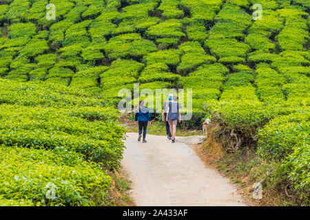 Teeplantagen in den Cameron Highlands in Malaysia Stockfoto