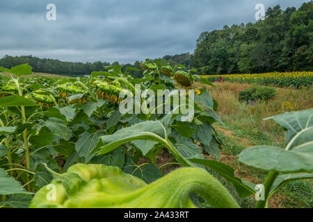 Ein Feld von Sonnenblumen mit hängenden Köpfen zu Saatgut geerntet werden und eine Blühende Sonnenblumen Feld mit Traktor und Wälder im Hintergrund auf einer Stockfoto