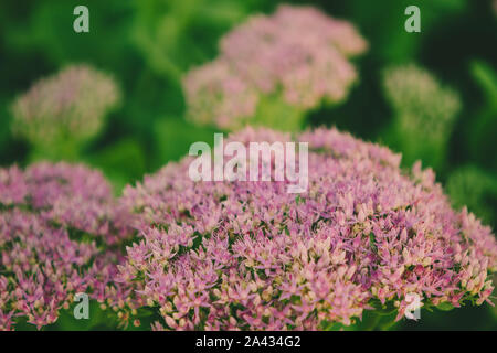 Nahaufnahme der Sedum spectabile Stockfoto