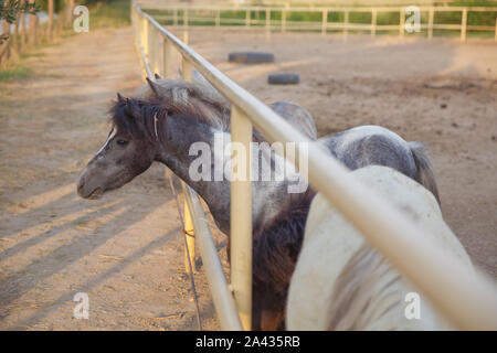 Pony grau mini Zwerg Pferd, in der Nähe Stand auf dem Gras. Zwerg Pferd stehend in stabilen Entspannen für Thais und Ausländer Reisende reisen und Vis Stockfoto
