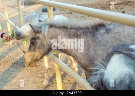 Pony grau mini Zwerg Pferd, in der Nähe Stand auf dem Gras. Zwerg Pferd stehend in stabilen Entspannen für Thais und Ausländer Reisende reisen und Vis Stockfoto