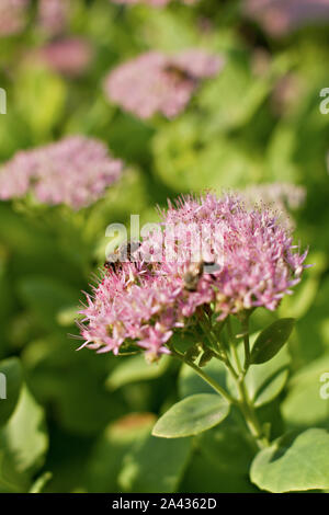 Nahaufnahme der Sedum spectabile Stockfoto