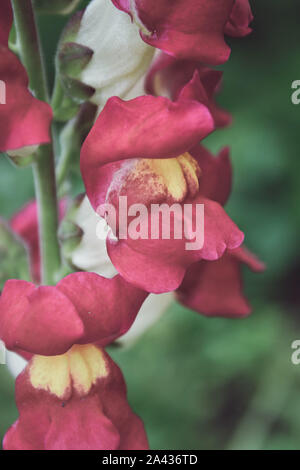 Nahaufnahme der snapdragon Blumen (Antirrhinum majus) Stockfoto