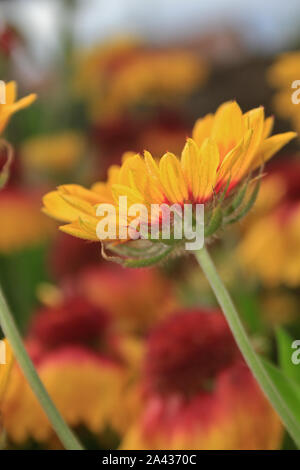 Nahaufnahme der Decke Blumen (Gaillardia) Stockfoto