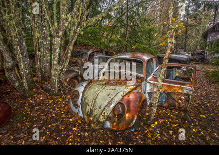 Alten Schrott Autos in einem Holz Stockfoto