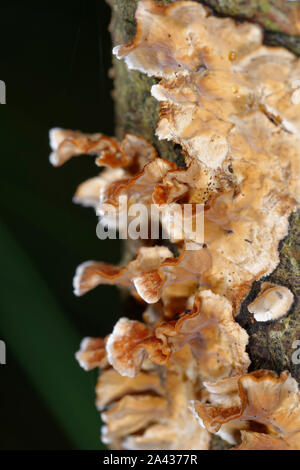 Blutungen breitblättrige Kruste - Stereum rugosum Pilz wachsen auf Zweig Stockfoto