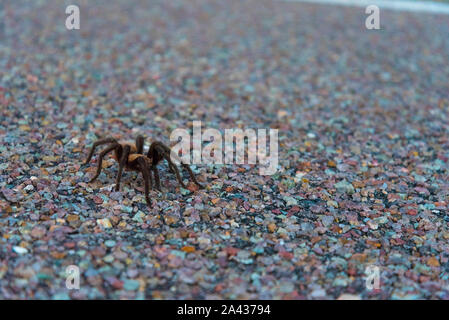 Tarantel krabbelt über der Autobahn in Big Bend National Park, USA Stockfoto