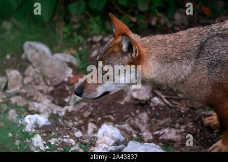 Wolf, Italienische Wolf hautnah. Der Predator schaut die Kamera mit einem intensiven Blick. Prachtexemplar von Italienischen Wolf, einzigartige Unterarten Canis lupus Ich Stockfoto