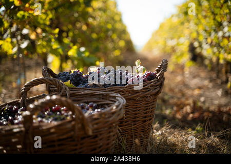 Perspektivische Ansicht Nahaufnahme der Wicker braun Körbe voll Rot und Rose Trauben in der Morgensonne mit dem Herbst Weinberg Zeilen im Hintergrund Stockfoto