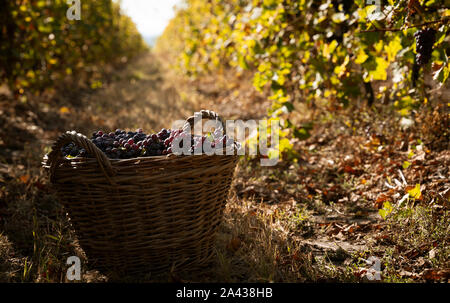 Perspektivische Ansicht Nahaufnahme der Wicker braun Körbe voll Rot und Rose Trauben in der Morgensonne mit dem Herbst Weinberg Zeilen im Hintergrund Stockfoto