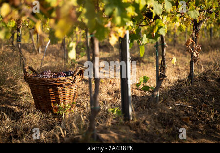 Perspektivische Ansicht Nahaufnahme der Wicker braun Körbe voll Rot und Rose Trauben in der Morgensonne mit den farbigen Herbst Weinberg Zeilen in der backgroun Stockfoto