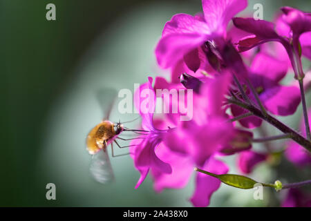 In der Nähe von Apple Blossom - dickmaulrüssler auf Blume Stockfoto