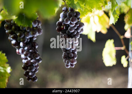 Vorderansicht Nahaufnahme von Rot Schwarz Traube mit Kondenswasser Tropfen Tau und Weinberg grüne Blätter im Hintergrund Stockfoto