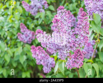 Lila Blüten im Frühjahr Stockfoto