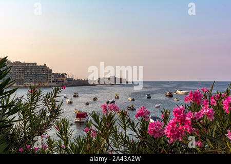 Pulsierende rosa Nerium oleander Blumen gegen Boote und Yachten in Maltas Balluta Bucht geparkt. Hellen natürlichen Blumen und Landschaft Karte. Stockfoto